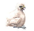 Halcón peregrino - plumaje 29